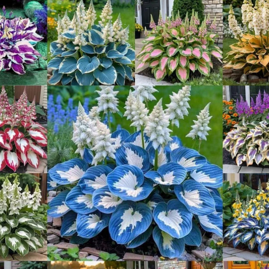 Shade-Tolerant, Cold-Hardy Hosta Plants